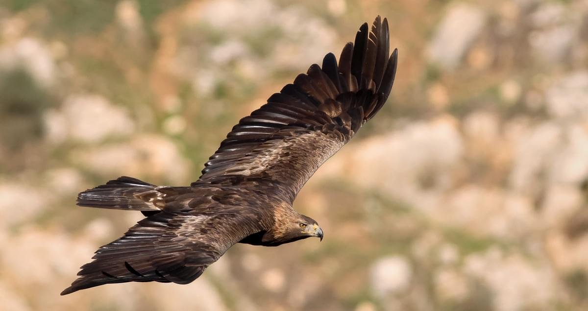 Golden Eagle Guide: Facts, Habitat, Diet & Conservation