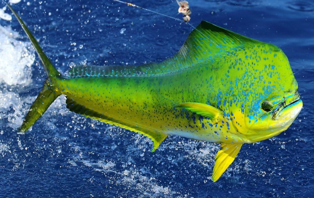 mahi mahi fish: Best Ideas, Recipes & Health Benefits