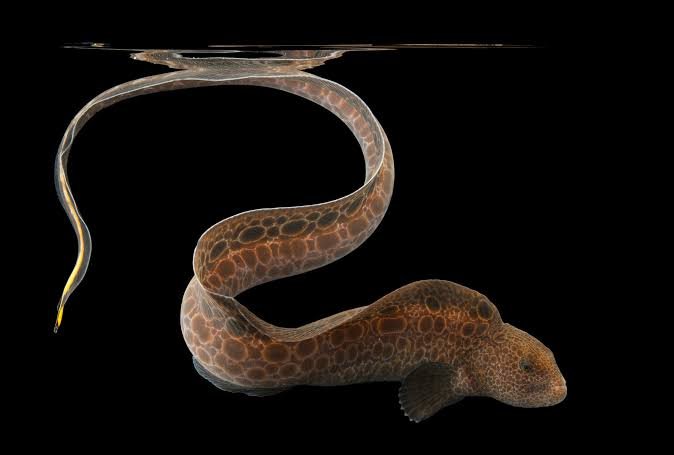 Wolf Eel Facts Guide: Behavior, Habitat & Diet Explained