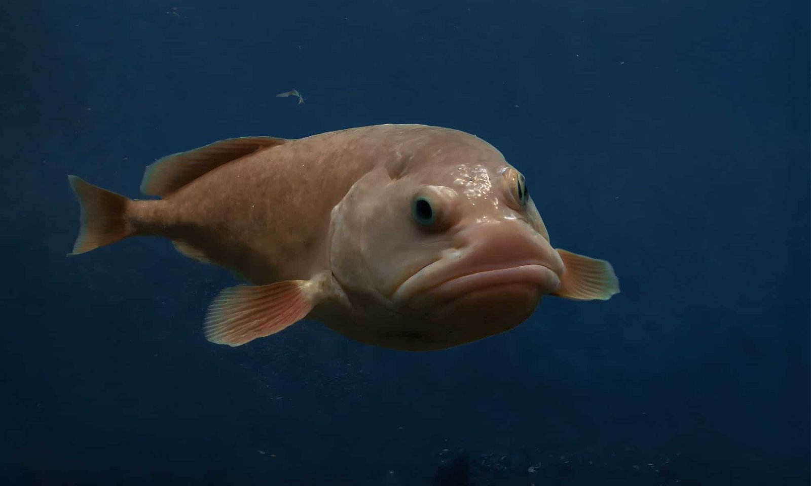 Blob Fish Facts, Habitat & Deep Sea Life Explained